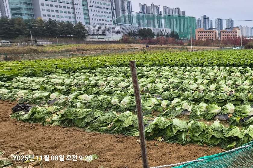 2025년 농촌일손돕기 봉사활동 (김장 보도자료) 대표이미지